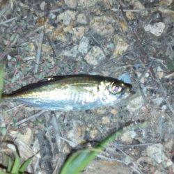 ハゼングからのアジング